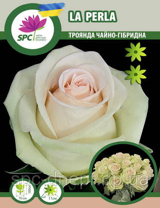 Троянда чайно-гібридна La Perla
