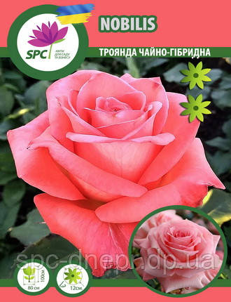 Троянда чайно-гібридна Nobilis