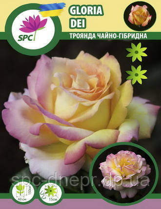 Троянда чайно-гібридна Gloria Dei