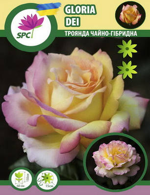 Троянда чайно-гібридна Gloria Dei, фото 1