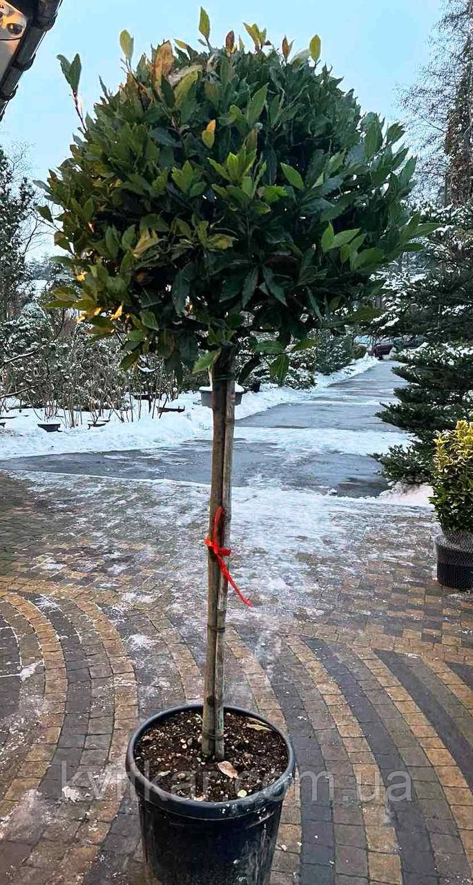 Лавр благородний Laurus Nobilis с 46 l 1/2 STD h 170-180, фото 1