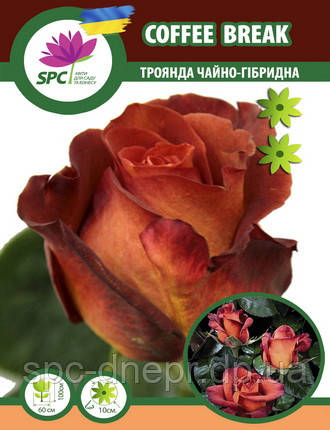 Троянда чайно-гібридна Coffee Break, фото 1