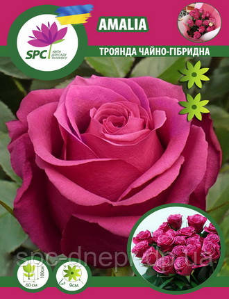 Троянди чайно-гібридна Amalia