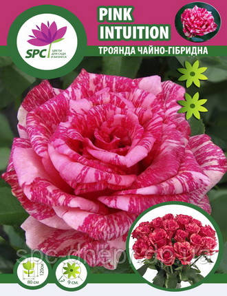 Троянда чайно-гібридна Pink Intuition