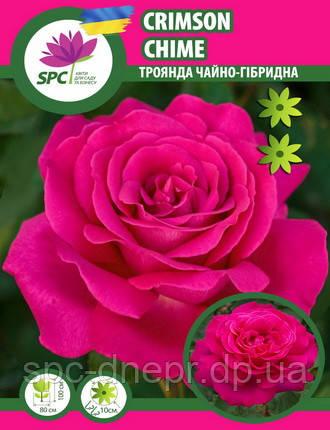 Троянда чайно-гібридна Crimson Chime(Малиновий дзвін), фото 1