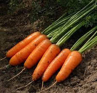 Насіння моркви КАСКАД 100000 насінин