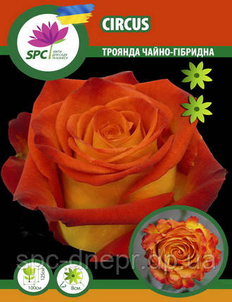 Троянда чайно-гібридна Circus