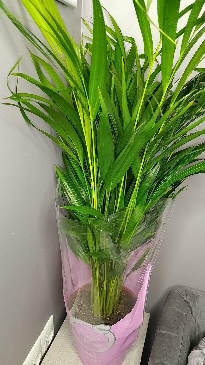 Комнатное растение дипсис арека в горшке, декоратино растение дипсис арека (большой) - фото 2 - id-p2046130385