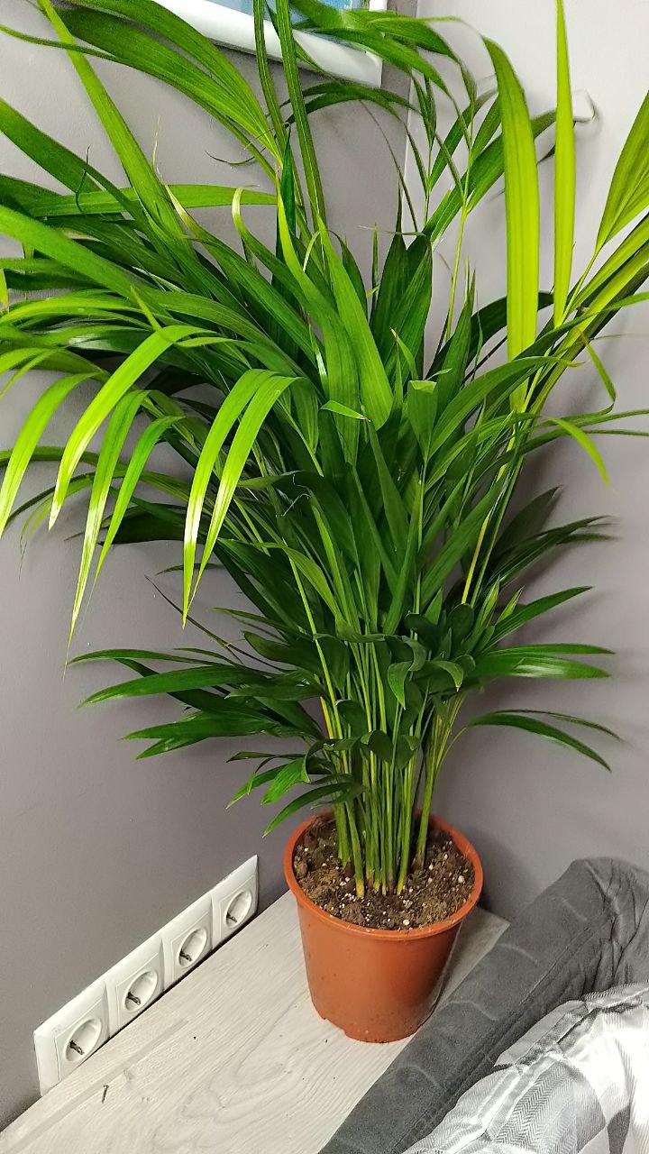 Комнатное растение дипсис арека в горшке, декоратино растение дипсис арека (большой) - фото 9 - id-p2046130385