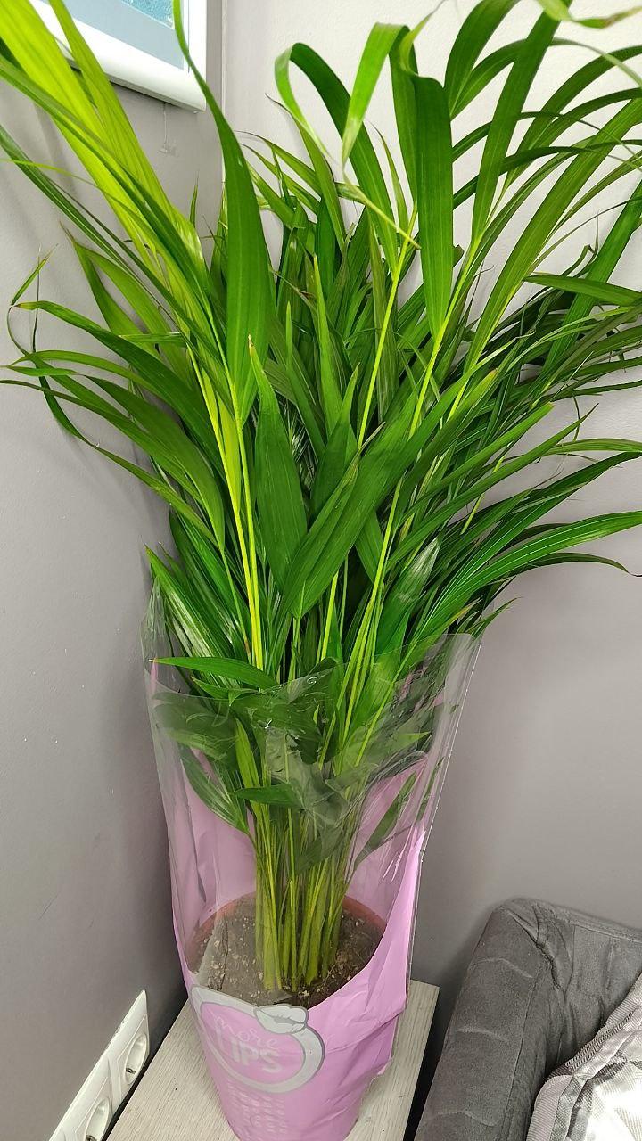 Комнатное растение дипсис арека в горшке, декоратино растение дипсис арека (большой) - фото 7 - id-p2046130385