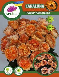 Троянда чайно-гібридна Caraluna