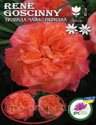 Троянда чайно-гібридна Rene Goscinny, фото 1
