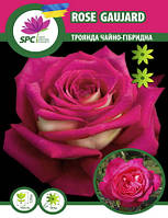 Роза чайно-гибридная Rose Gaujard