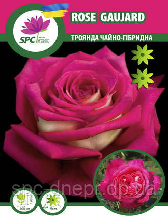 Троянда чайно-гібридна Rose Gaujard, фото 1