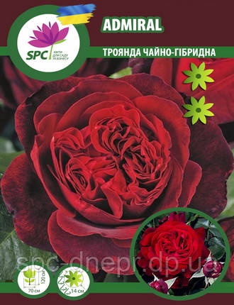 Троянда чайно-гібридна Admiral, фото 1