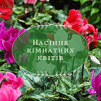 Квіти кімнатні