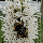 Ліатрис spicata Floristan Weiss 10/12, фото 4