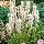 Ліатрис spicata Floristan Weiss 10/12, фото 5