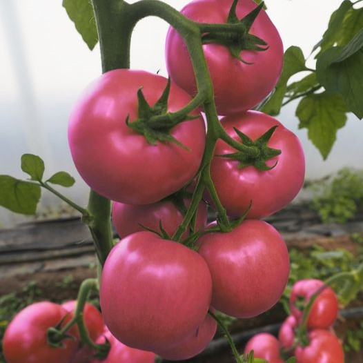 Сіберіте F1 (100 нас.) насіння томату рожевого Rijk Zwaan