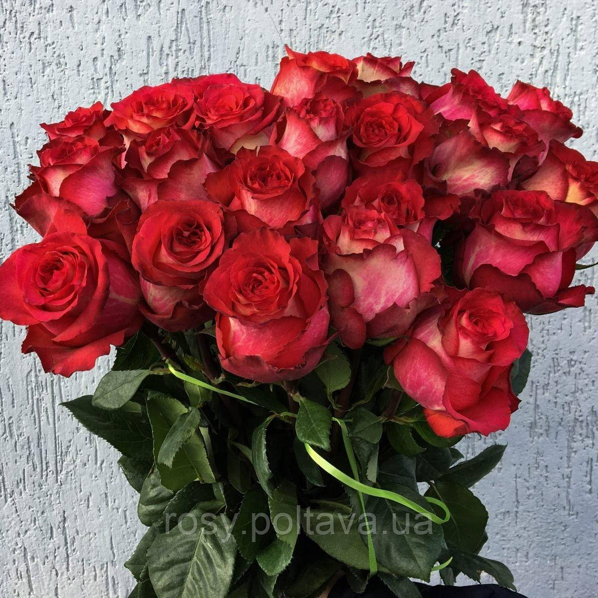 Ігуазу  (Iguazu), фото 1