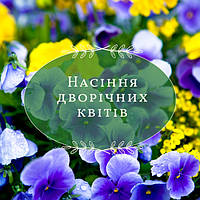Дворічні квіти