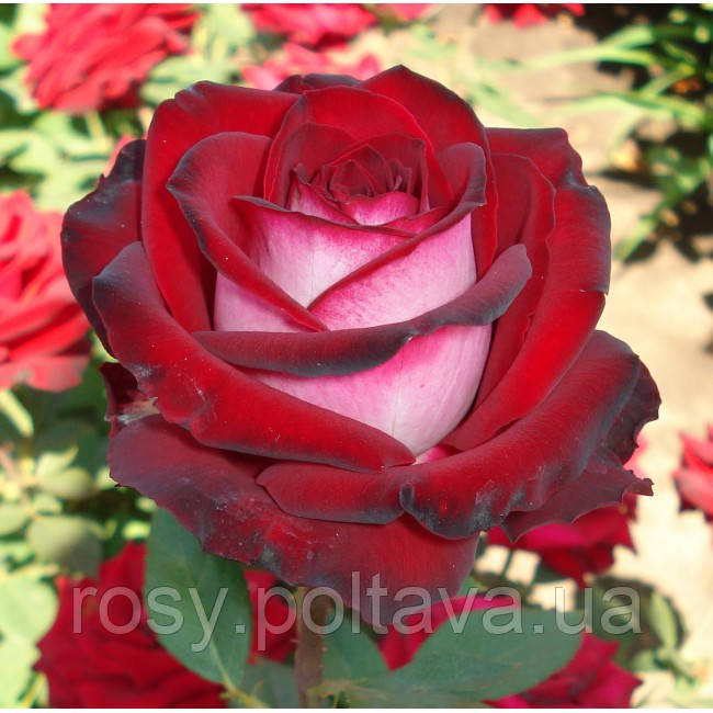 Госпел Gospel, фото 1