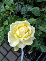 Троянда "Голдштерн" (Goldstern) Плт