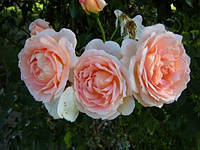 Троянда "Амаретто" (Аmaretto) Плт