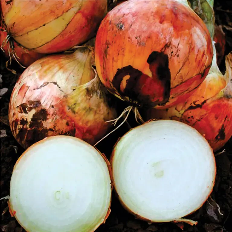 LibraSeeds цибуля Фенікс F1 (Ранній) 250 000 насінин, фото 1