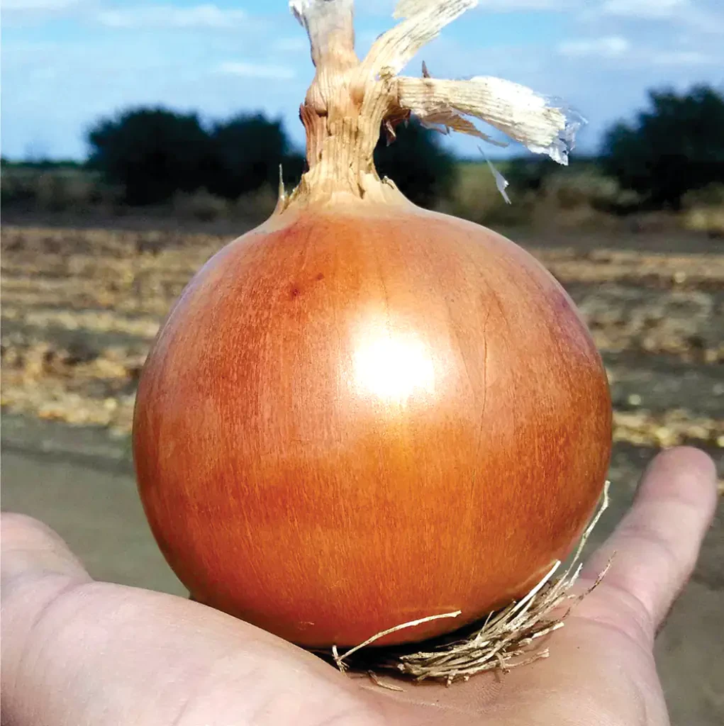 LibraSeeds цибуля Ейфорія F1 (середньосиглий) 250 000 насінин, фото 1