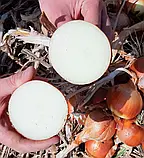 LibraSeeds цибуля Ейфорія F1 (середньосиглий) 250 000 насінин, фото 2