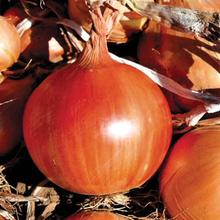 Libra Seeds цибуля сорт Легасі (пізній) 250 000 насінин, фото 1