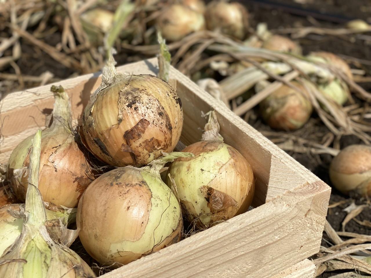 LibraSeeds цибуля Венера F1 озима (250 000 насінин), фото 1