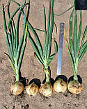 LibraSeeds цибуля Венера F1 озима (250 000 насінин), фото 4