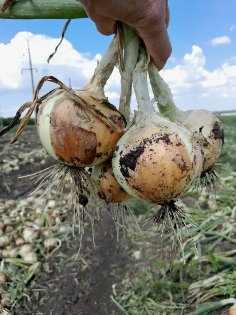 LibraSeeds цибуля Альбатрос F1 озима (250 000 насінин), фото 1