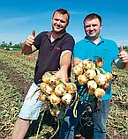 LibraSeeds цибуля Альбатрос F1 озима (250 000 насінин), фото 2