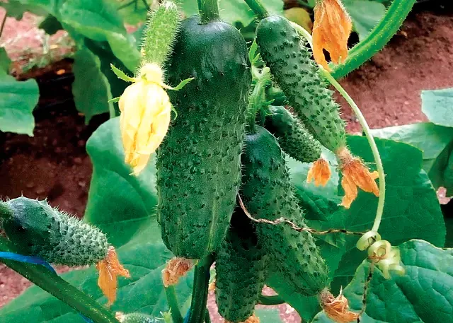 Libra Seeds огірок GВ 08 F1 Коломбо (ранній) 1000 насінин, фото 1