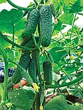 Libra Seeds огірок GВ 08 F1 Коломбо (ранній) 1000 насінин, фото 2