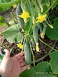 Libra Seeds огірок GВ 08 F1 Коломбо (ранній) 1000 насінин, фото 3