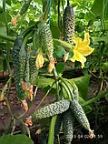 Libra Seeds огірок GВ 08 F1 Коломбо (ранній) 1000 насінин, фото 4