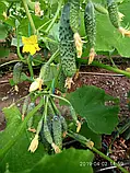 Libra Seeds огірок GВ 08 F1 Коломбо (ранній) 1000 насінин, фото 5
