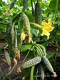 Libra Seeds огірок GВ 08 F1 Коломбо (ранній) 1000 насінин, фото 6