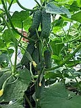 Libra Seeds огірок GВ 08 F1 Коломбо (ранній) 1000 насінин, фото 7