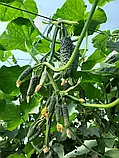 Libra Seeds огірок GВ 08 F1 Коломбо (ранній) 1000 насінин, фото 8