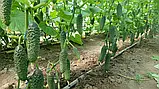 Libra Seeds огірок GВ 08 F1 Коломбо (ранній) 1000 насінин, фото 9