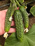 Libra Seeds огірок GВ 08 F1 Коломбо (ранній) 1000 насінин, фото 10