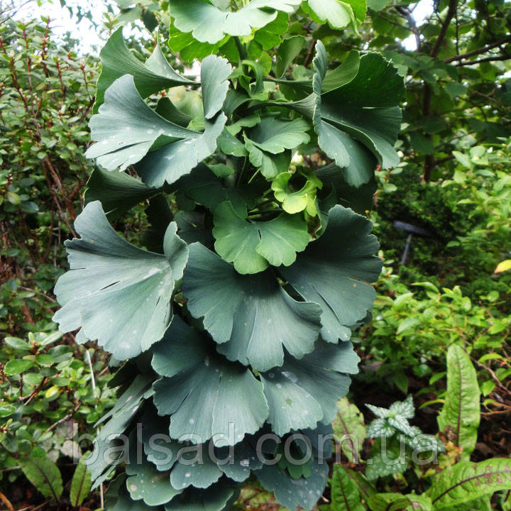 Гінкго білоба Бадді / С7,5 / Штамб h 80-110 / Ginkgo Buddy