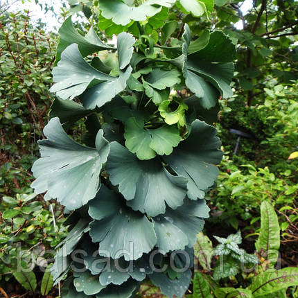 Гінкго білоба Бадді / С7,5 / Штамб h 80-110 / Ginkgo Buddy, фото 1