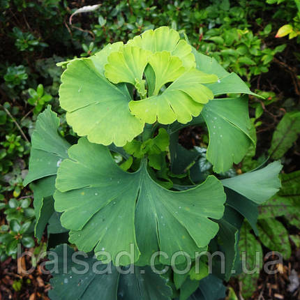 Гінкго білоба Бадді / С7,5 / Штамб h 80-110 / Ginkgo Buddy, фото 3