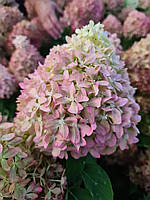 Гортензія волотиста "Піксіо".
Hydrangea paniculata "Pixio".